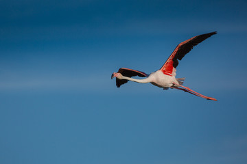 ENVOL DE FLAMANTS ROSES