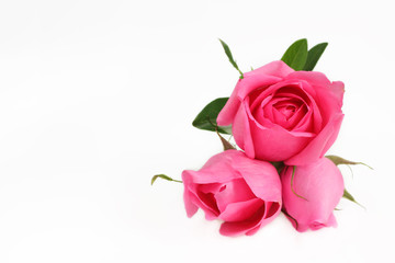 Rose pink color flower on white background.