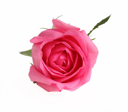 Rose pink color flower on white background.