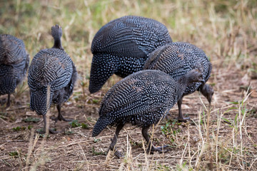 Helmperlhuhn (Numida meleagris)