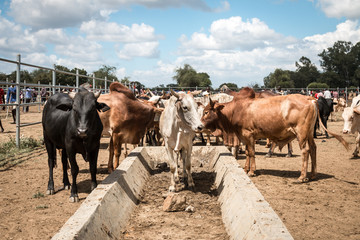 Cattle Lineup, Amudat Livestock Market, Uganda