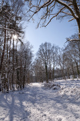 Forét sous la neige en hiver