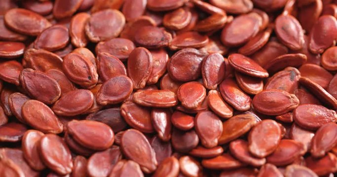 Red melon seed in rotation