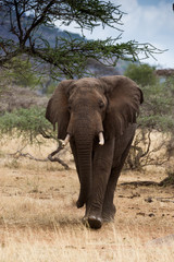 Obraz premium Mächtiger Elefantenbulle - Serengeti