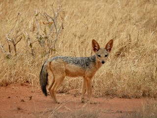 Jeune chacal de Tsavo