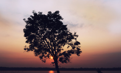 Fototapeta na wymiar Silhouette tree in evening time before sunset.