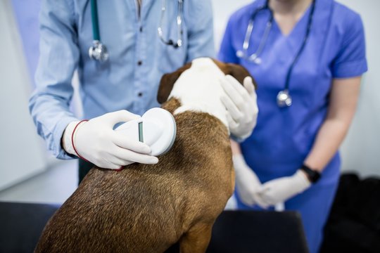 Vets examining dog