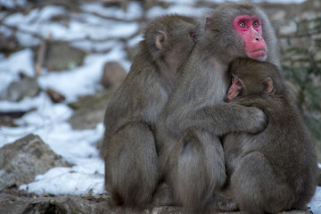 日本猿の親子と授乳風景、寒い冬の日