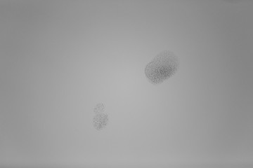 Starlings in Aiguamolls de l'Empordà Nature Park, Girona, Spain