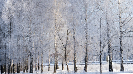 Frozen and covered with ice and snow birch trees in the forest
