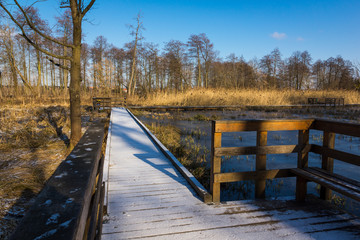 Fototapeta premium Footbridge among swamps in park in Konstancin Jeziorna, Mazowieckie, Poland
