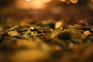 blurred background lights at night the Park sawdust in the flower bed