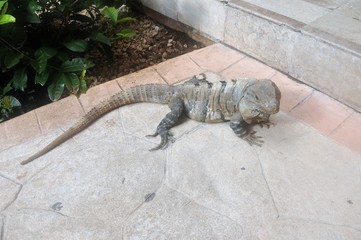 Iguana. Solar bathtubs of tropical amphibious..