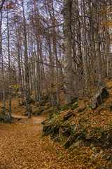 Fototapeta premium Autumn forest in Ordesa and Monte Perdido National Park, Spain