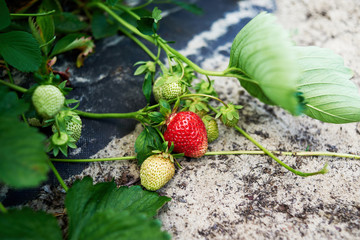 Closeup of fresh organic strawberry on bush with green leaves growing in the garden, copy space. Organic strawberries. Natural background. Agriculture, healthy food concept