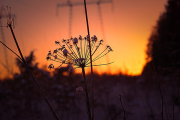 Withered flower with sunset