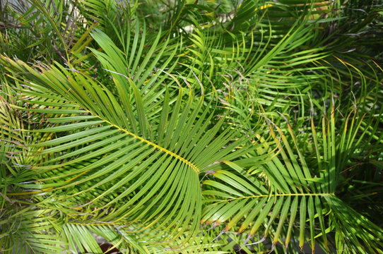 Tropical greens. Green thickets...