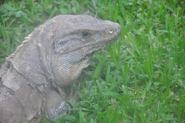 Fototapeta premium An iguana in a grass...
