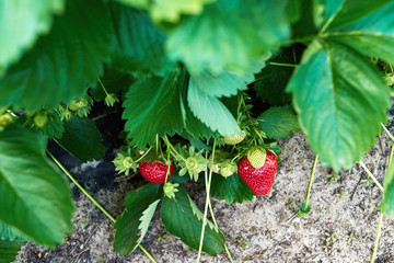 Closeup of fresh organic strawberry on bush with green leaves growing in the garden, copy space. Organic strawberries. Natural background. Agriculture, healthy food concept