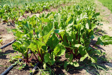 Bush of red organic beet growing in vegetable garden. Green leaves. Red beetroot. Vegetable field. Beetroot plants in garden