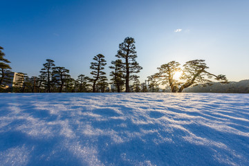 残雪と松