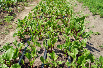 Rows of red organic beet growing in vegetable garden. Green leaves. Red beetroot bushes. Vegetable field. Beetroot plants in garden