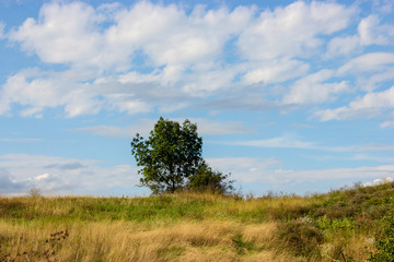 lonely tree on hill with blue sky