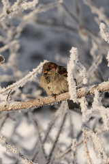 A sparrow sits on a tree branch in winter.
