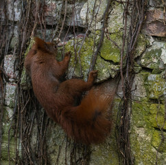 Acrobatic Red Squirrel