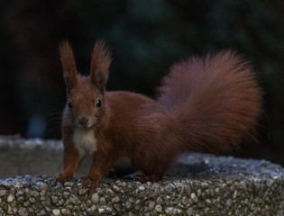 Red Squirrel in Winter