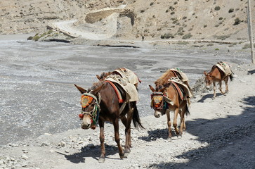 Horses, with a saddle for the carriage of cargo, go along the road, past the Kali Gandaki River. Upper Mustang. Nepal.