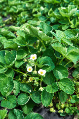Closeup of blooming strawberry bush with white flowers and green leaves growing in the garden, copy space. Organic strawberries. Natural background. Agriculture, healthy food concept
