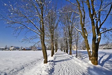 Pathway in winter