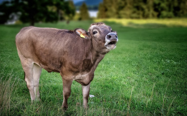Naklejka na ściany i meble Male brown cattle in a Bavarian Alpine meadow