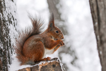 Naklejka na ściany i meble squirrel on tree in winter Park
