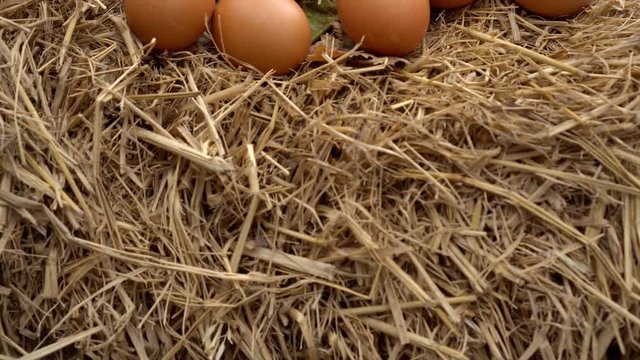 Dolly shot of hens eggs in a nest
