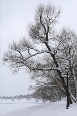 Fototapeta na wymiar beautiful winter landscape snowfall branched tree bent over a pond, along a street lantern road, a backdrop of a background on the desktop