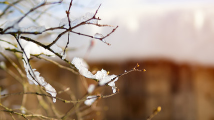 The first day of spring. The snow melts and see the buds on the trees