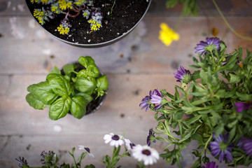 vista superior de jardinería