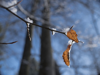 &Uuml;berwinterende Buchenbl&auml;tter