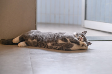 Grey cat, shot indoors