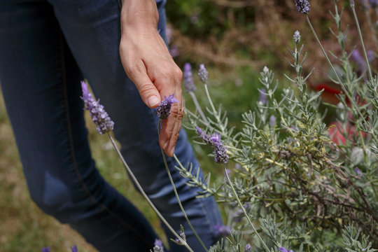 Mano de mujer tocando una planat de lavanda