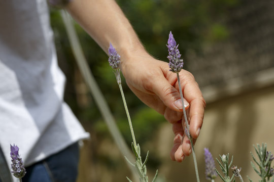 Mano de mujer tocando una planat de lavanda