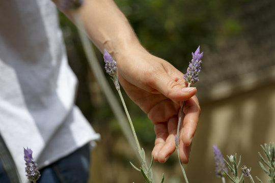 Mano de mujer tocando una planat de lavanda