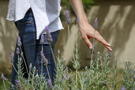Mano de mujer tocando una planat de lavanda