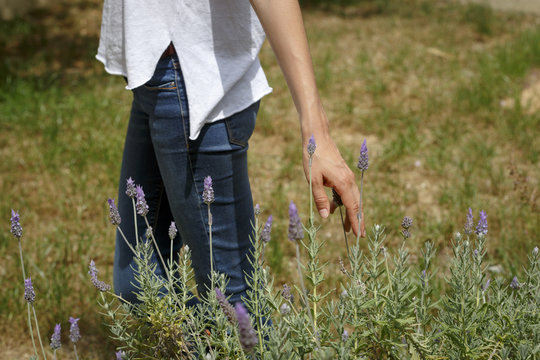 Mano de mujer tocando una planat de lavanda