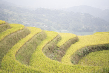 rice field levels