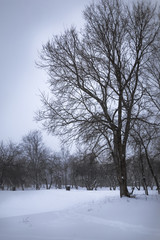 Fototapeta na wymiar winter landscape in Russia is a walk in the snowy Park