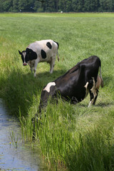 Thirsty dairy cows drinking water out of a ditch 