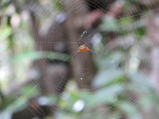 Petite araignée exotique
